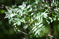 Fraxinus angustifolia